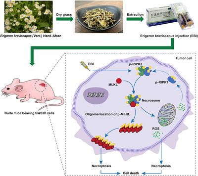 Induction of RIPK3/MLKL-mediated necroptosis by Erigeron breviscapus injection exhibits potent antitumor effect